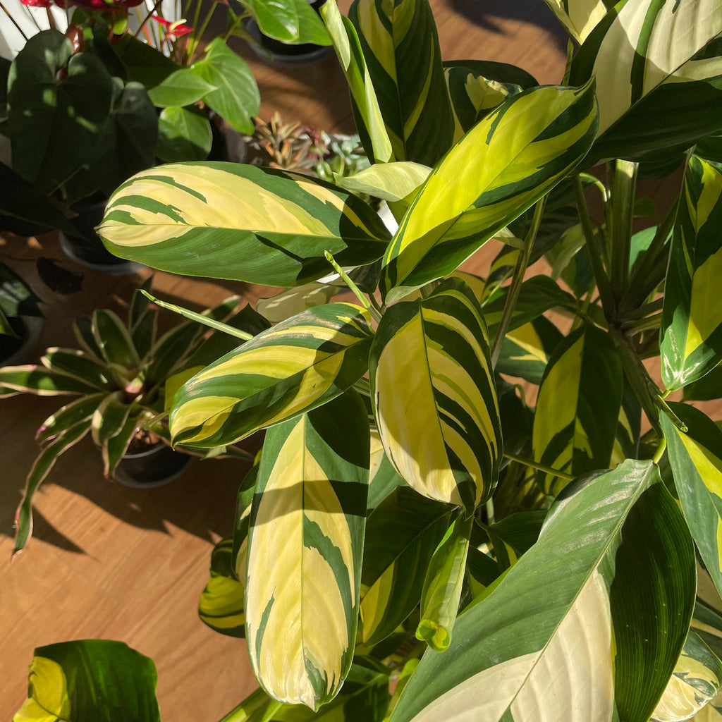 ctenanthe-golden-mosaic-lubbersiana