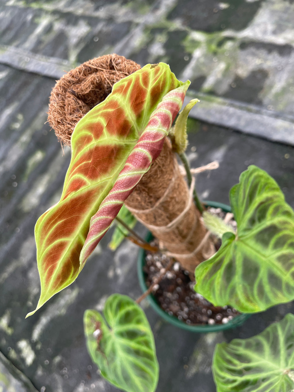 philodendron-verrucosum