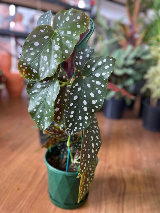 curry-leaf-plant-murraya-koenigii