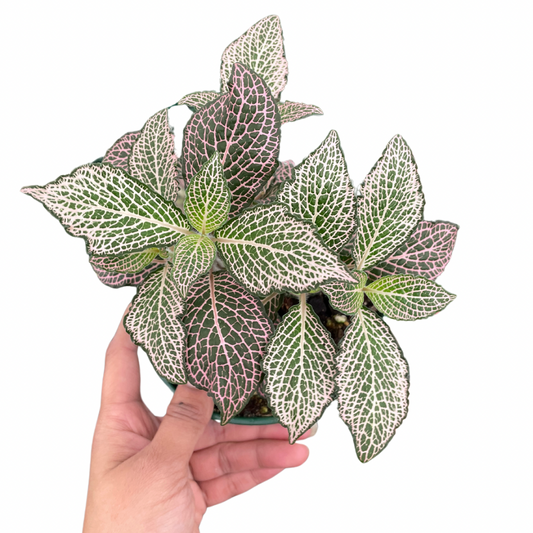 Fittonia Nerve Plant Pink (Large)