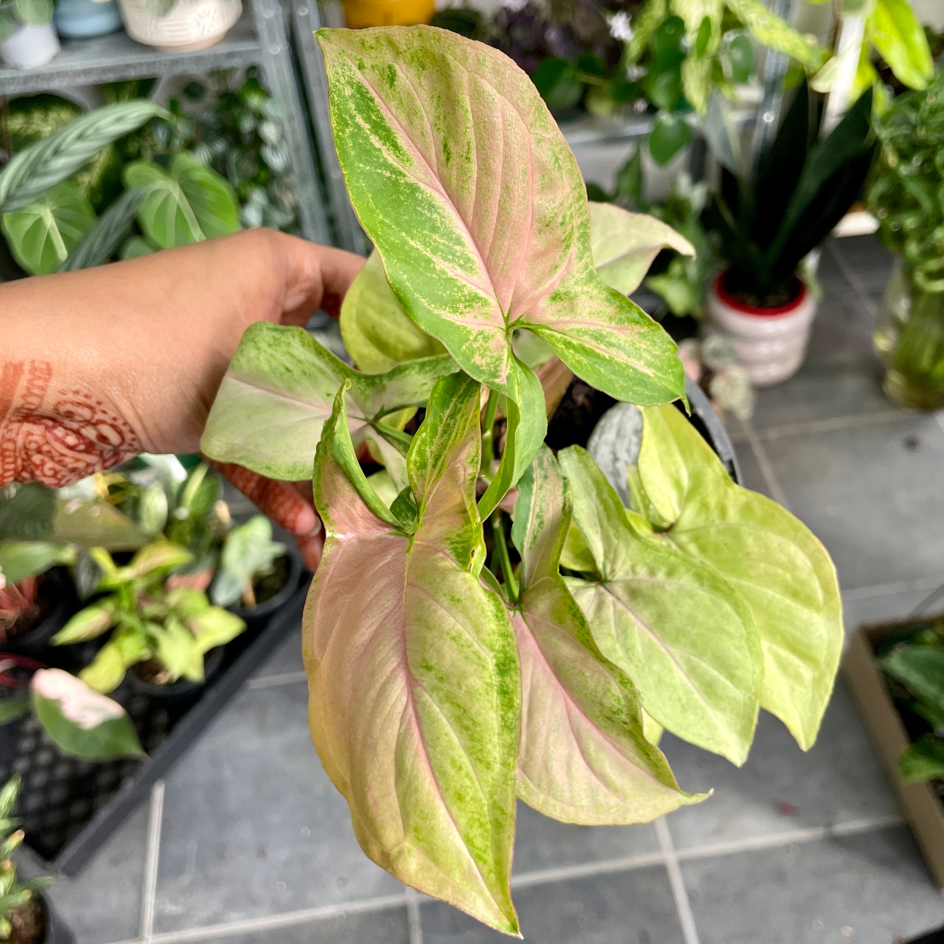 Syngonium Pink Splash - Wera Plants