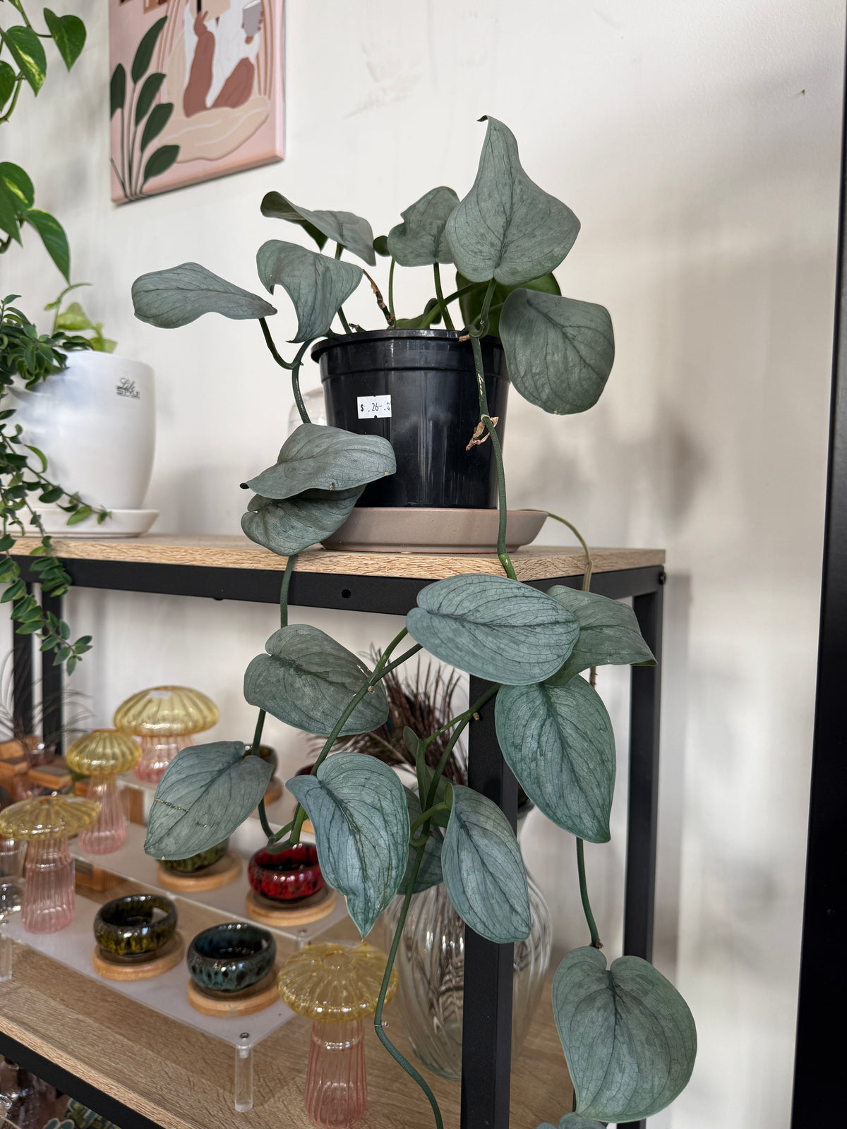 Scindapsus Silver Hero