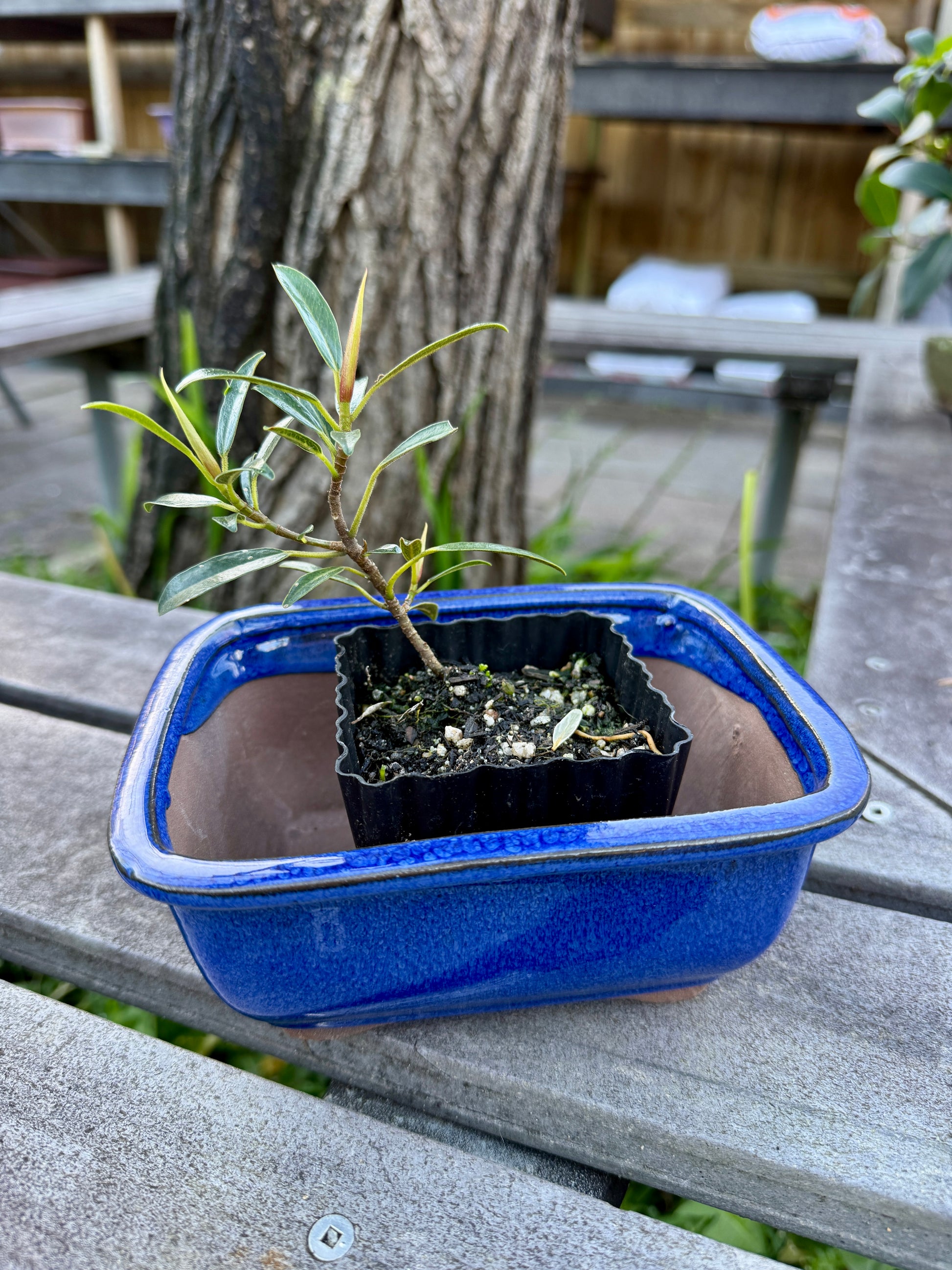 Beginner Bonsai Workshop