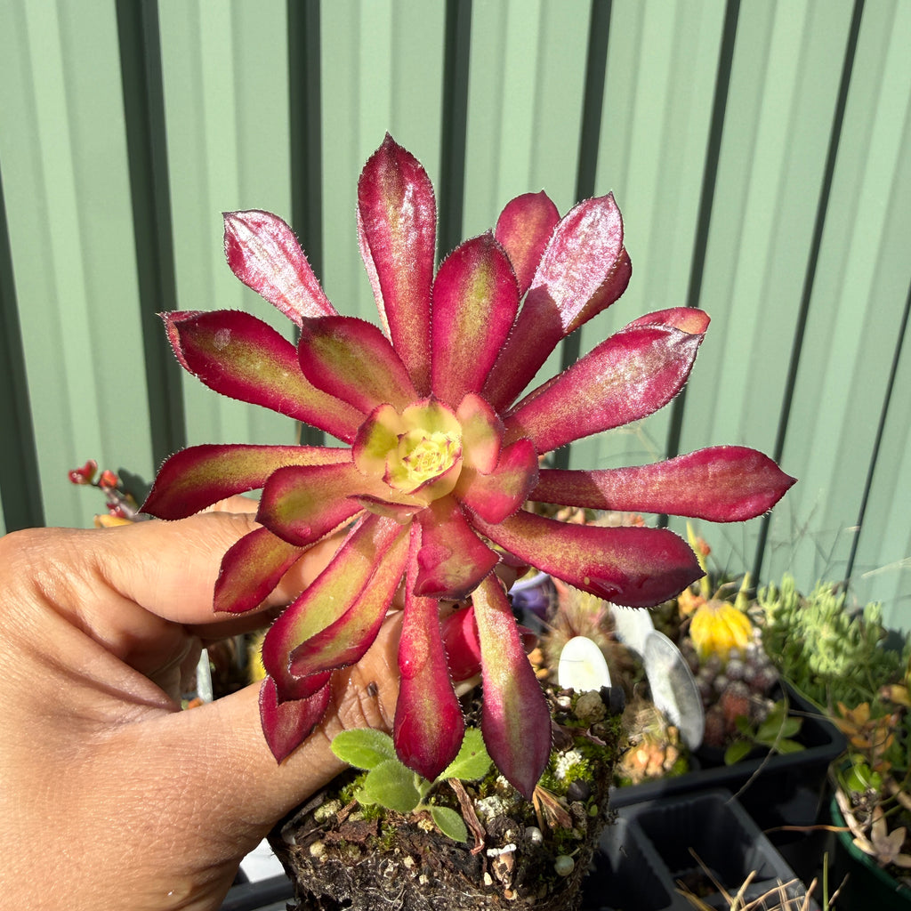 Aeonium Mardi Gras variegated colourful succulent rosette Sydney