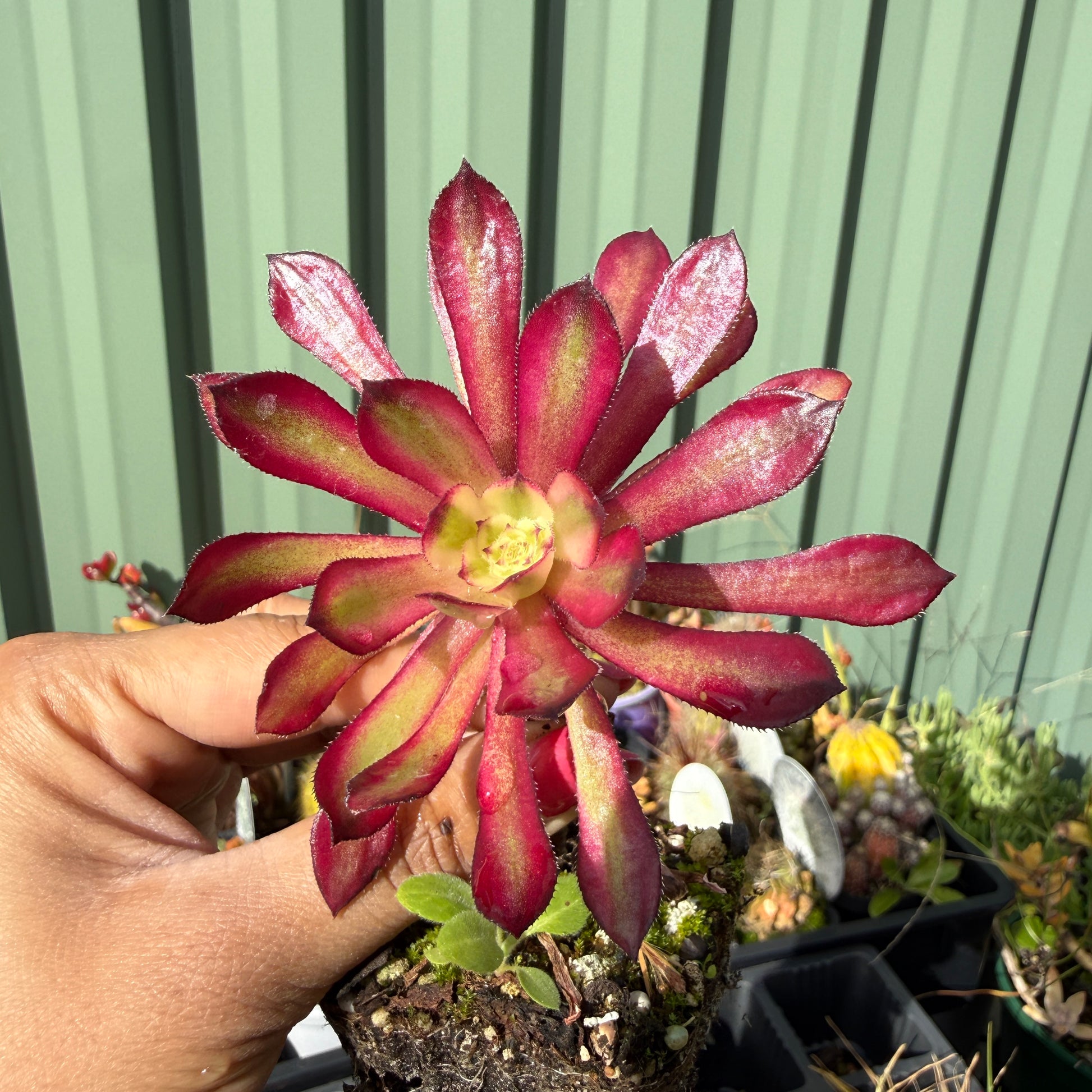 Aeonium Mardi Gras variegated colourful succulent rosette Sydney