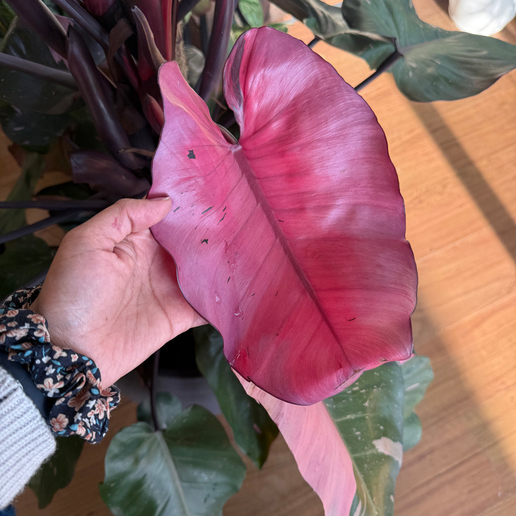 Philodendron 'Pink Princess' Totem