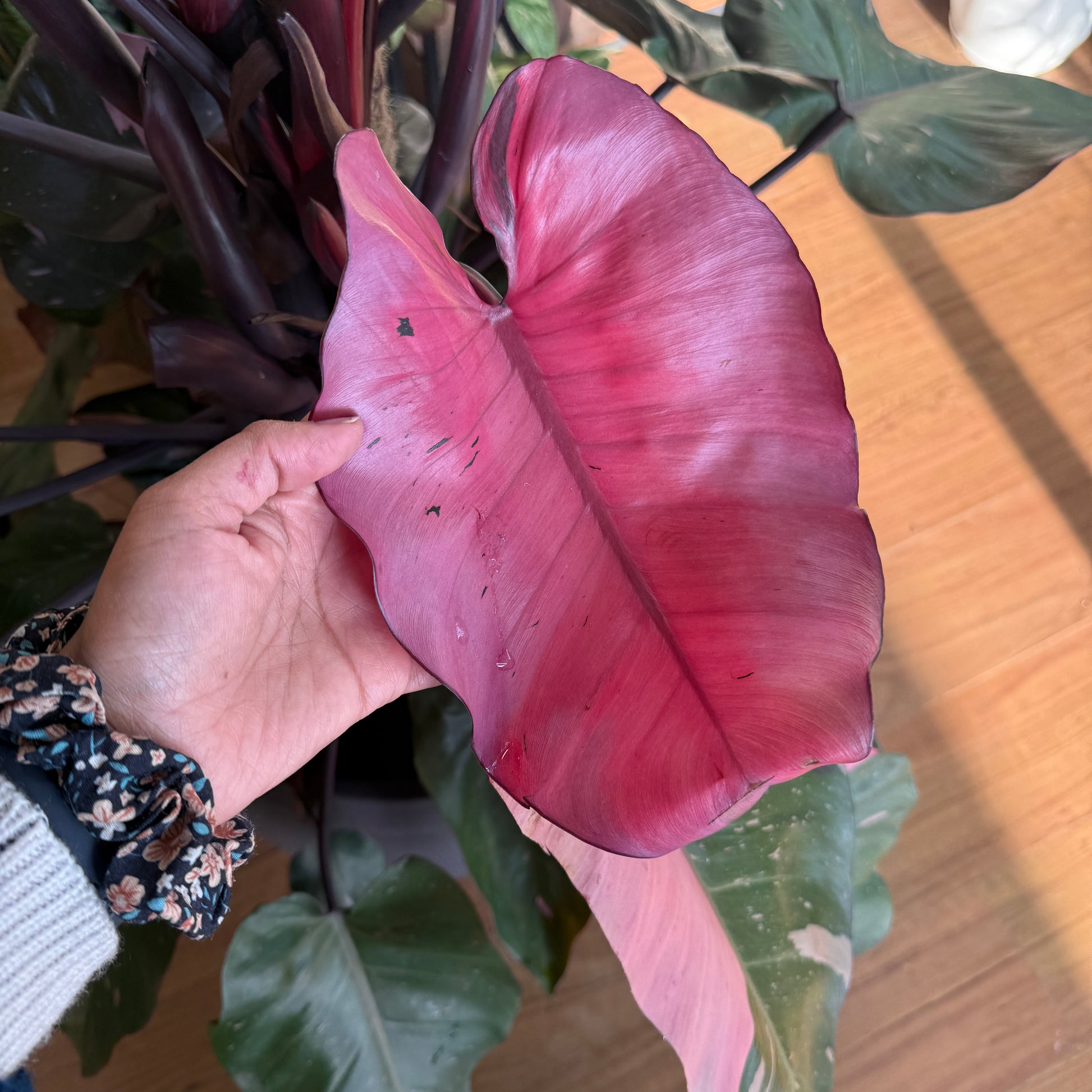 Philodendron 'Pink Princess' Totem