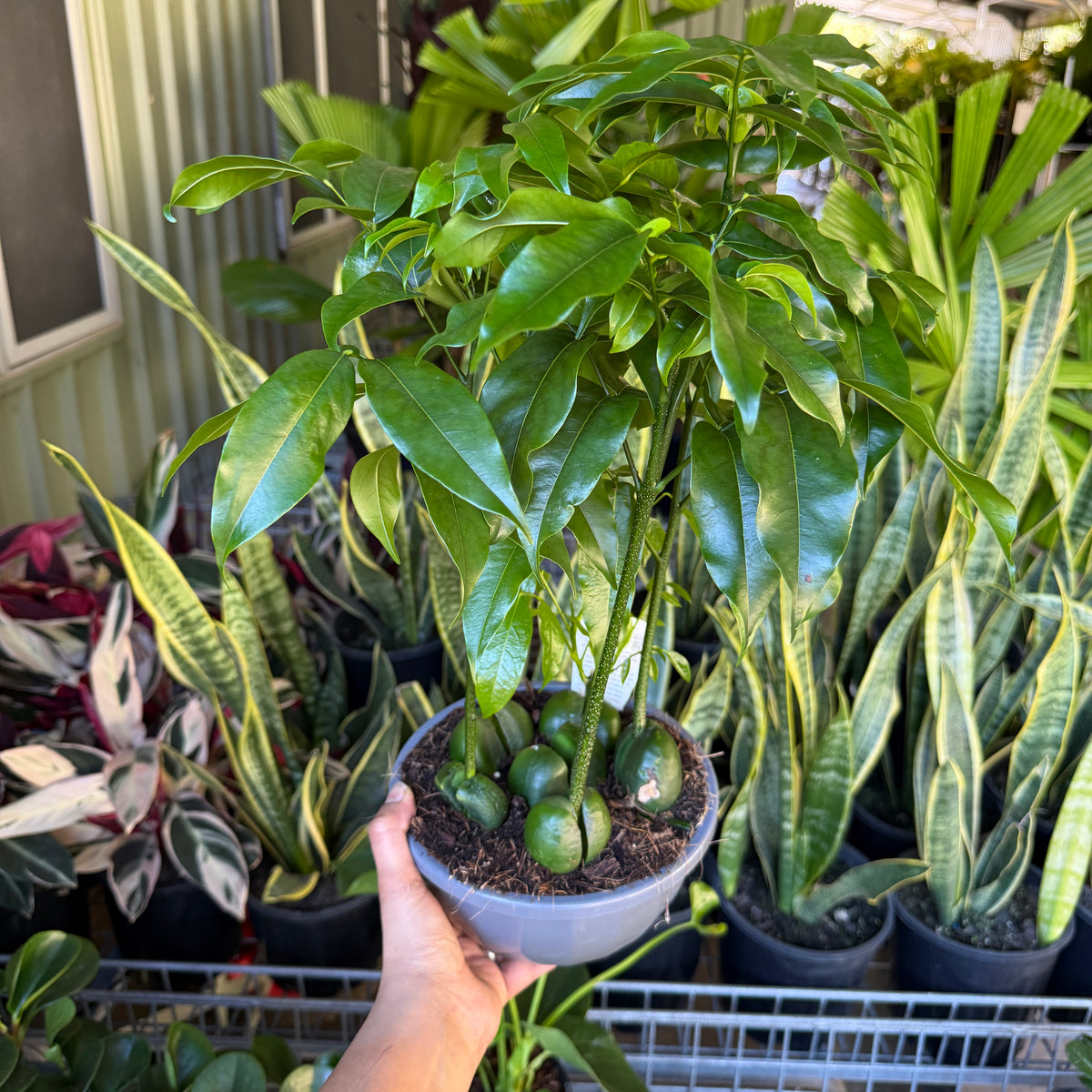 Black Bean Tree (Castanospermum australe)