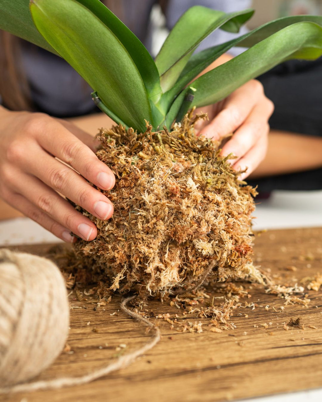 Kokedama Workshop – Create Your Own Moss Ball Magic! 🌱