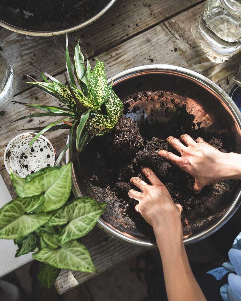 Kokedama Workshop – Create Your Own Moss Ball Magic! 🌱