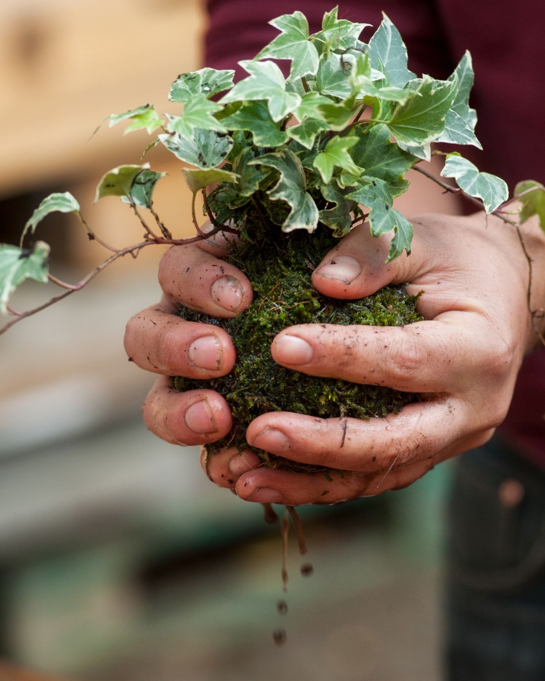 Kokedama Workshop – Create Your Own Moss Ball Magic! 🌱
