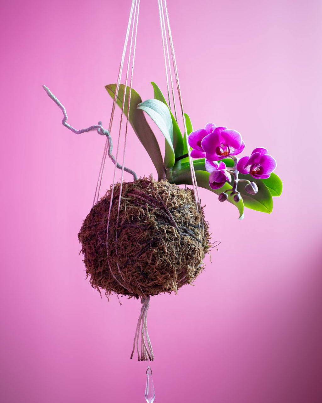 Kokedama Workshop – Create Your Own Moss Ball Magic! 🌱