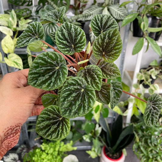 Peperomia Emerald Ripples - Wera Plants