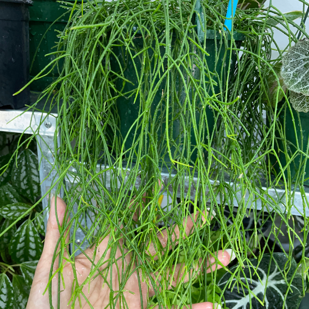 Rhipsalis Campos-Portoana - Wera Plants