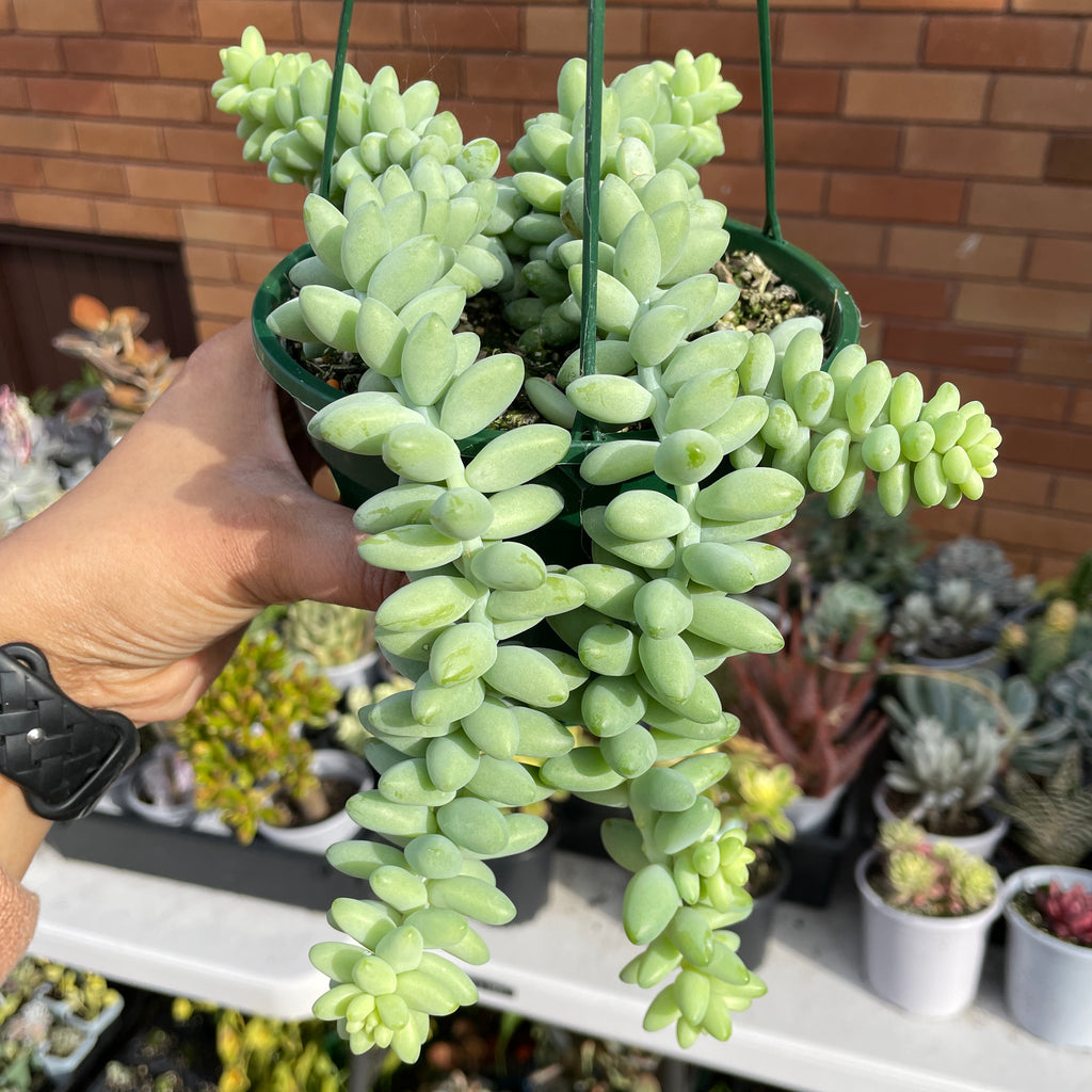 Sedum Burrito Donkey’s Tail Hanging Basket - Wera Plants