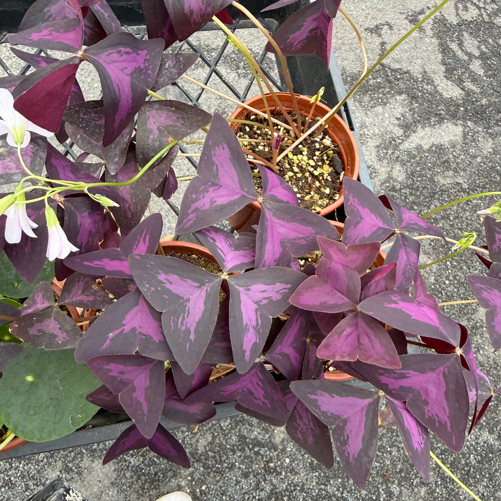 Oxalis Triangularis 'Purple Shamrock'