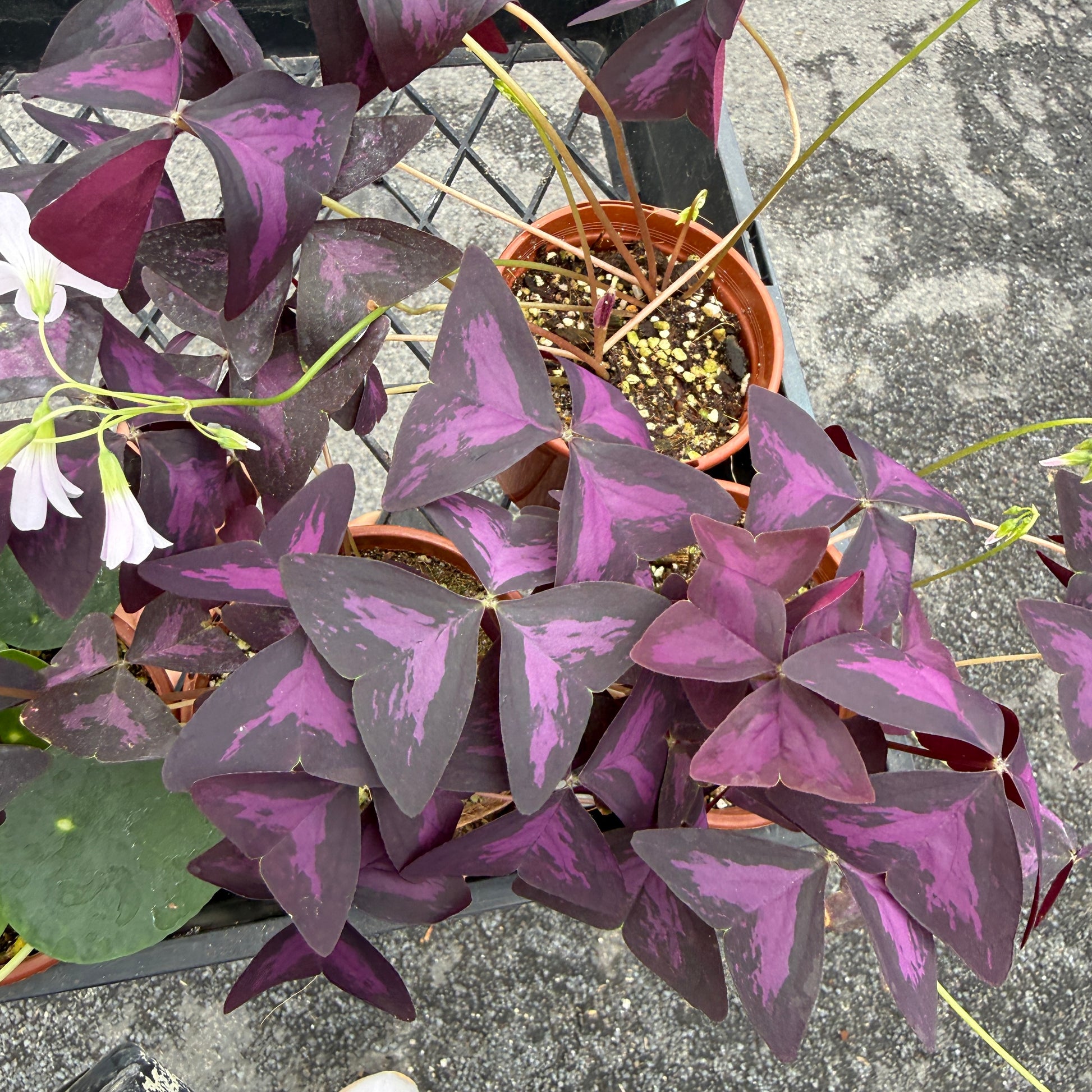 Oxalis Triangularis 'Purple Shamrock'