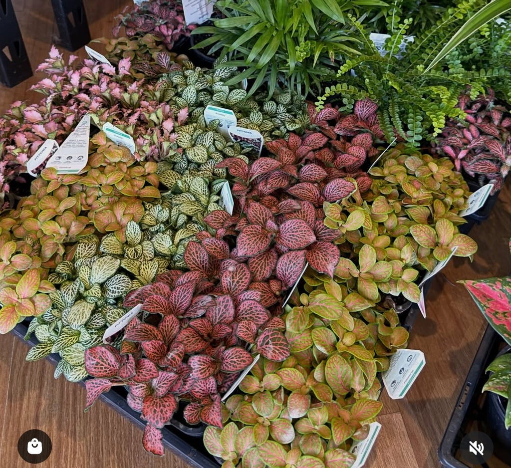 Tropical Terrarium Workshop