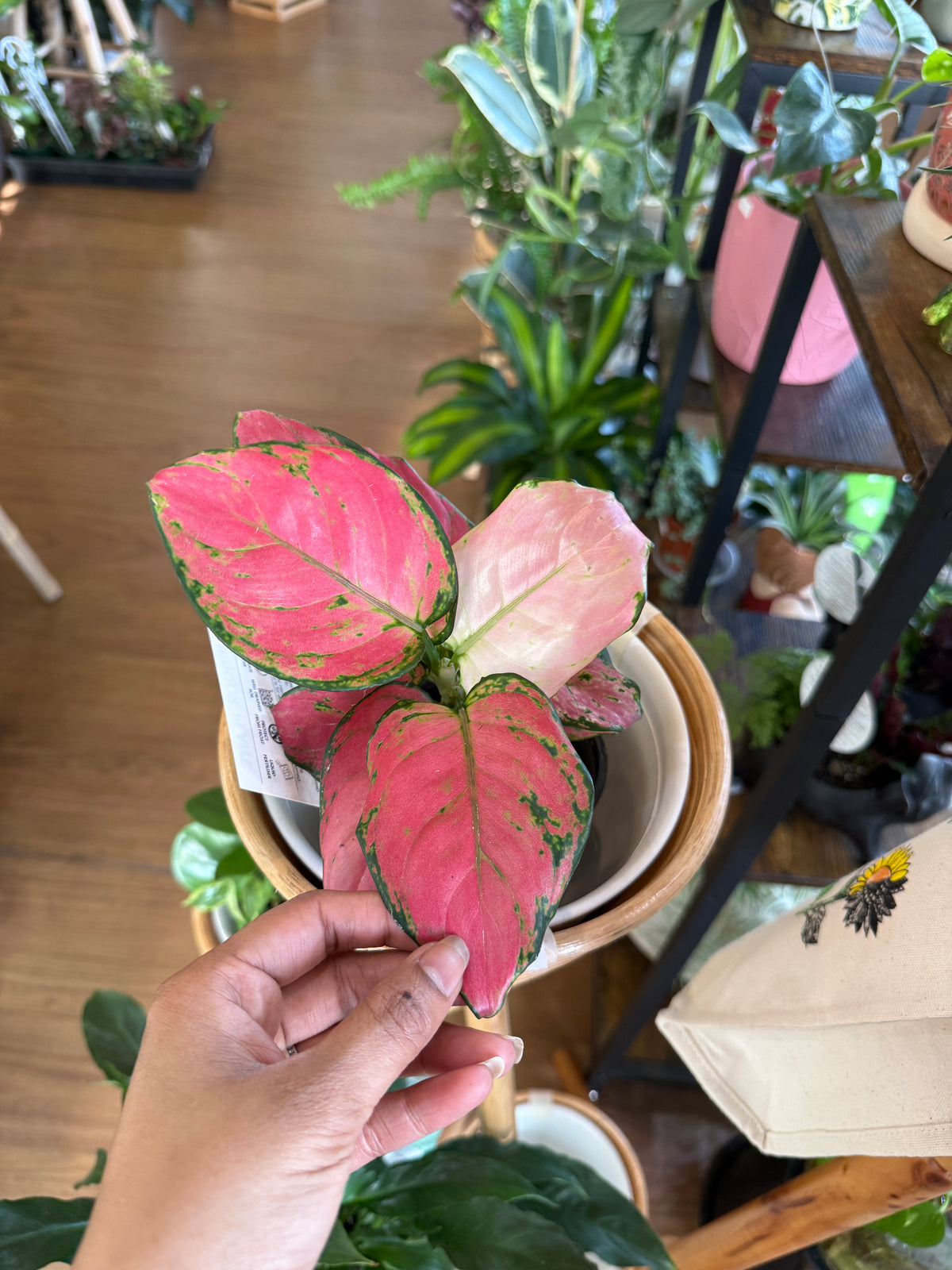 Aglaonema ‘Pink Dark’