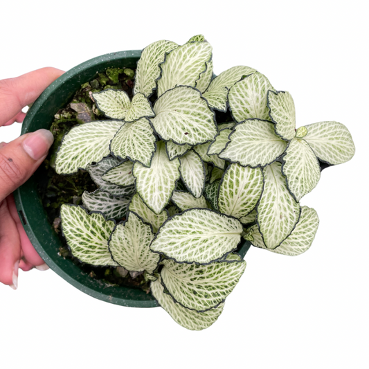 crazy-plant-lady-keychain