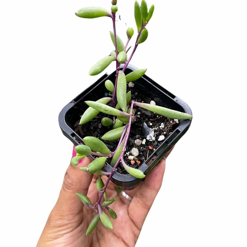 peperomia-scandens-variegata-1
