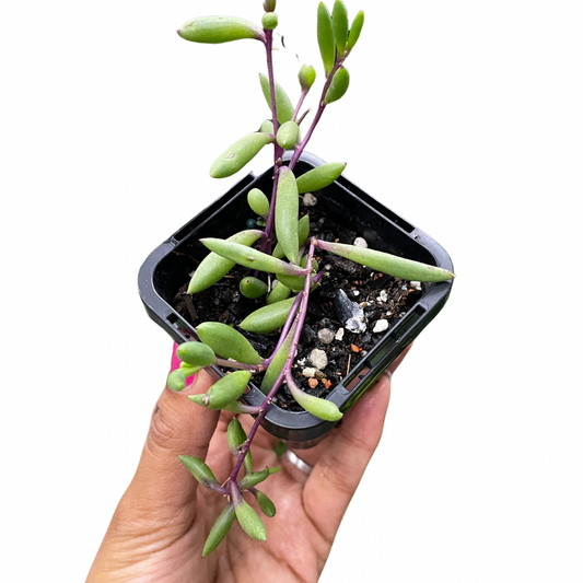 peperomia-scandens-variegata-1