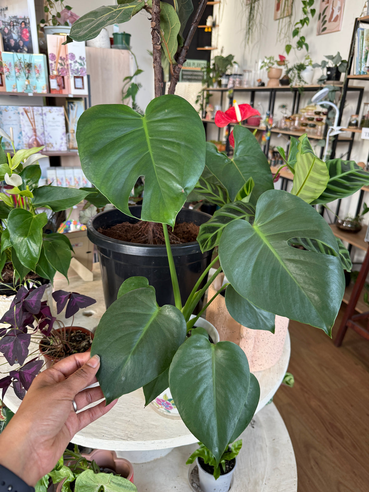 Monstera Deliciosa