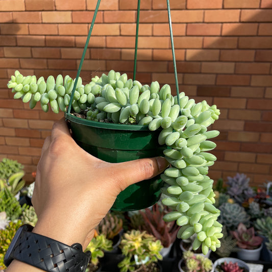 Sedum Burrito Donkey’s Tail Hanging Basket - Wera Plants