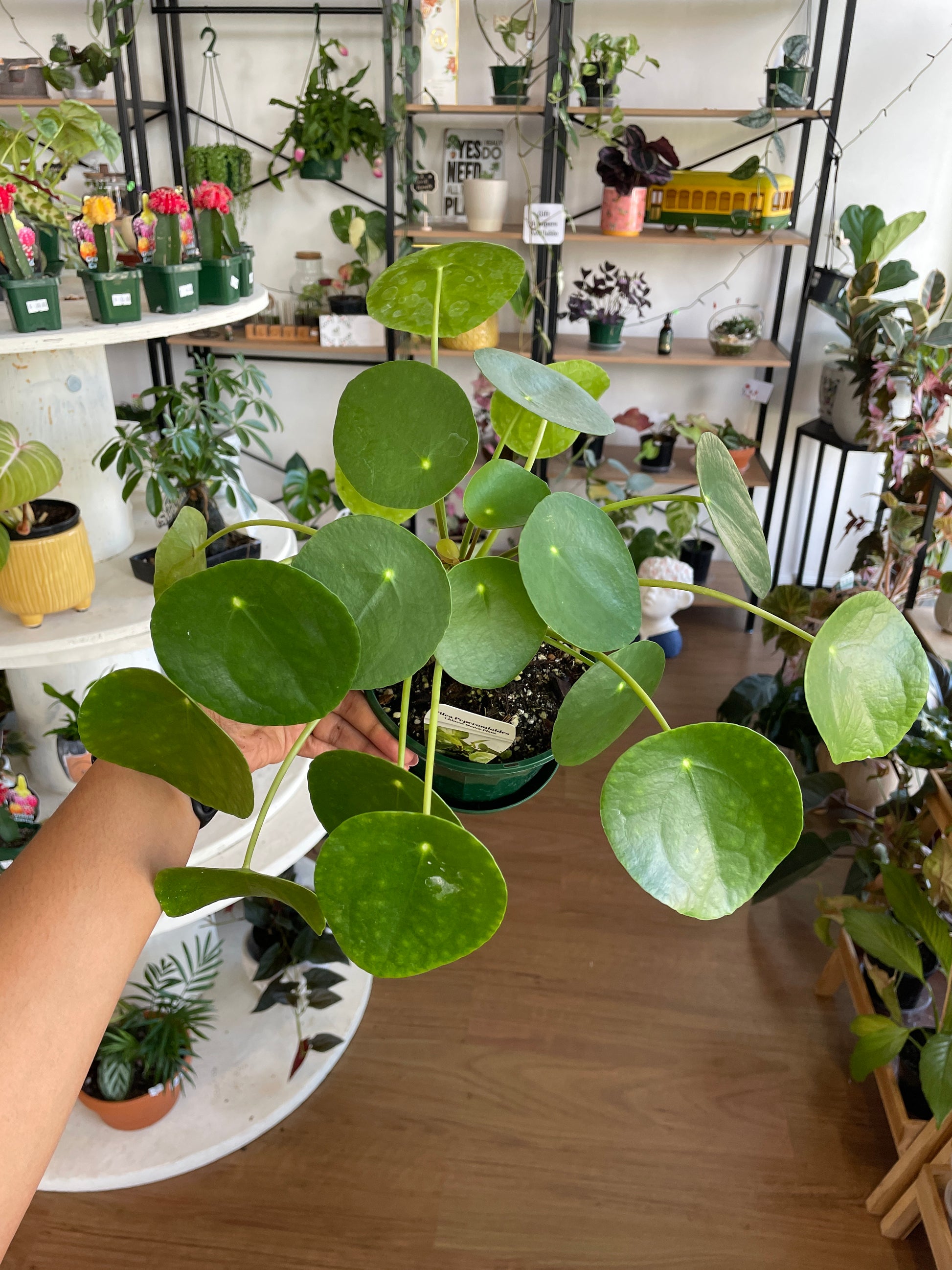 australian money plant Pilea Peperomioides