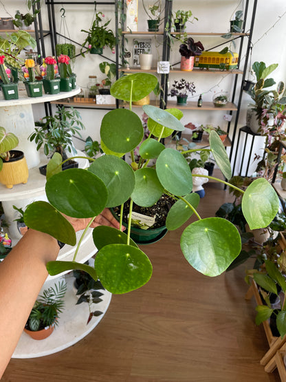 Pilea Peperomides (Chinese Money Plant) - Wera Plants