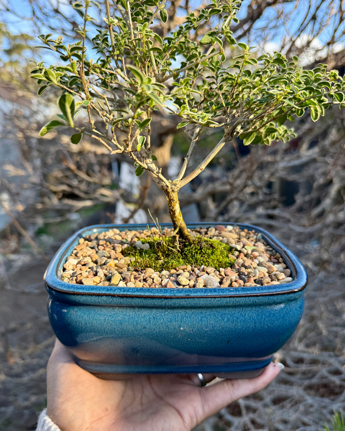 Beginner bonsai workshop in Sydney at Wera Plants, where participants create and style their own bonsai trees.