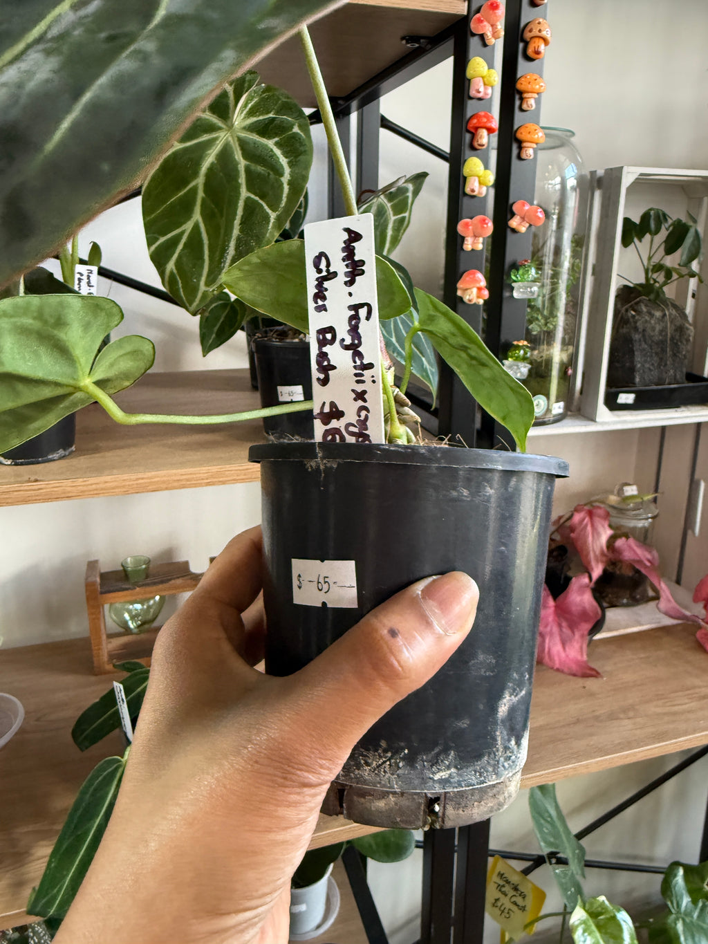 Anthurium Forgetii X Crystallium