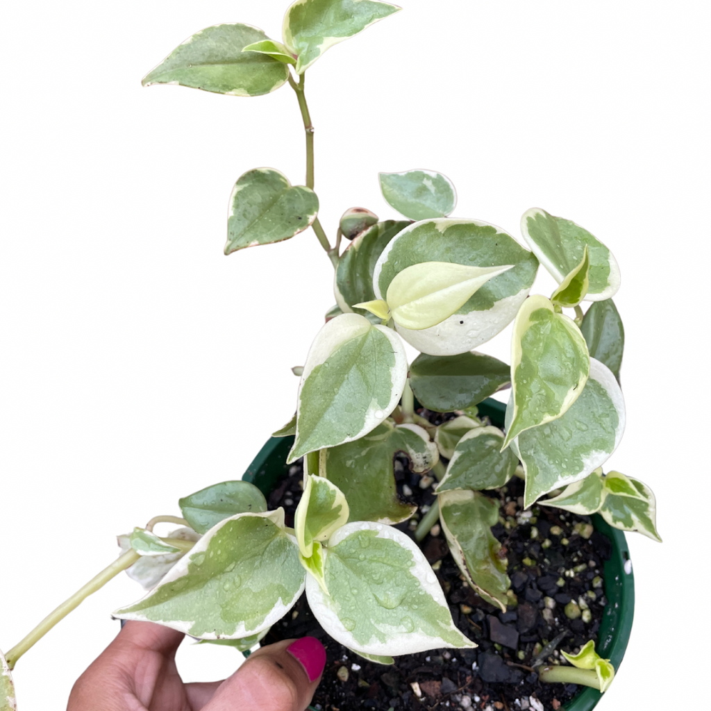peperomia-scandens-variegata-1