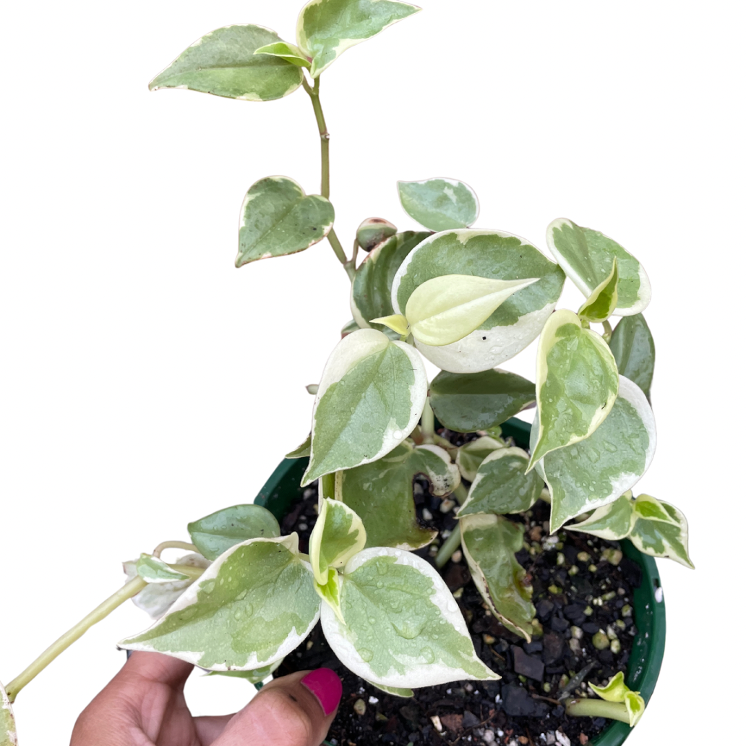 peperomia-scandens-variegata-1