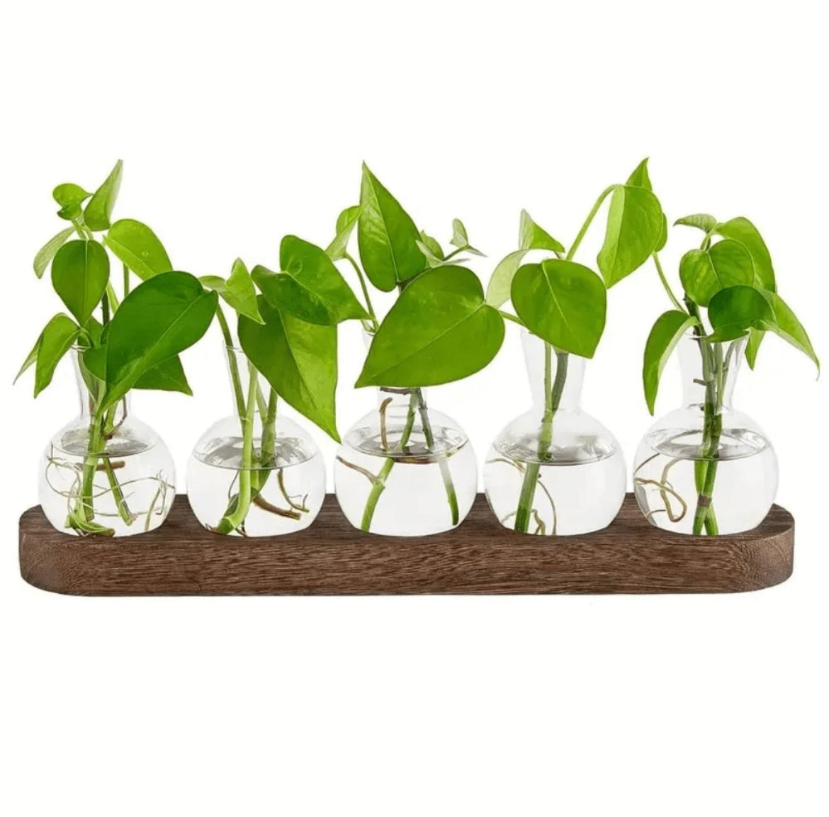 glass-vase-for-propagation-or-decoration-1