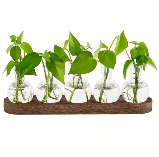 glass-vase-for-propagation-or-decoration-1