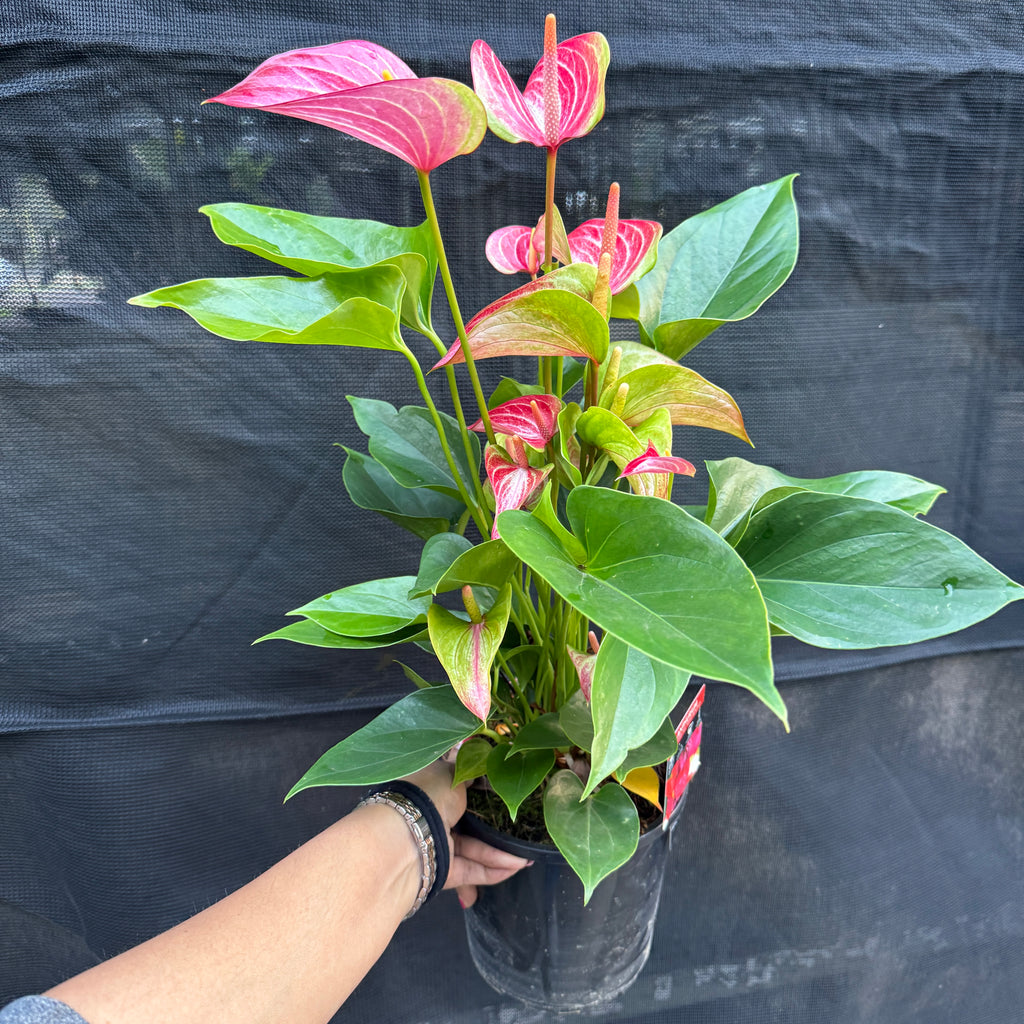 Anthurium light pink and white flowering indoor plant Sydney