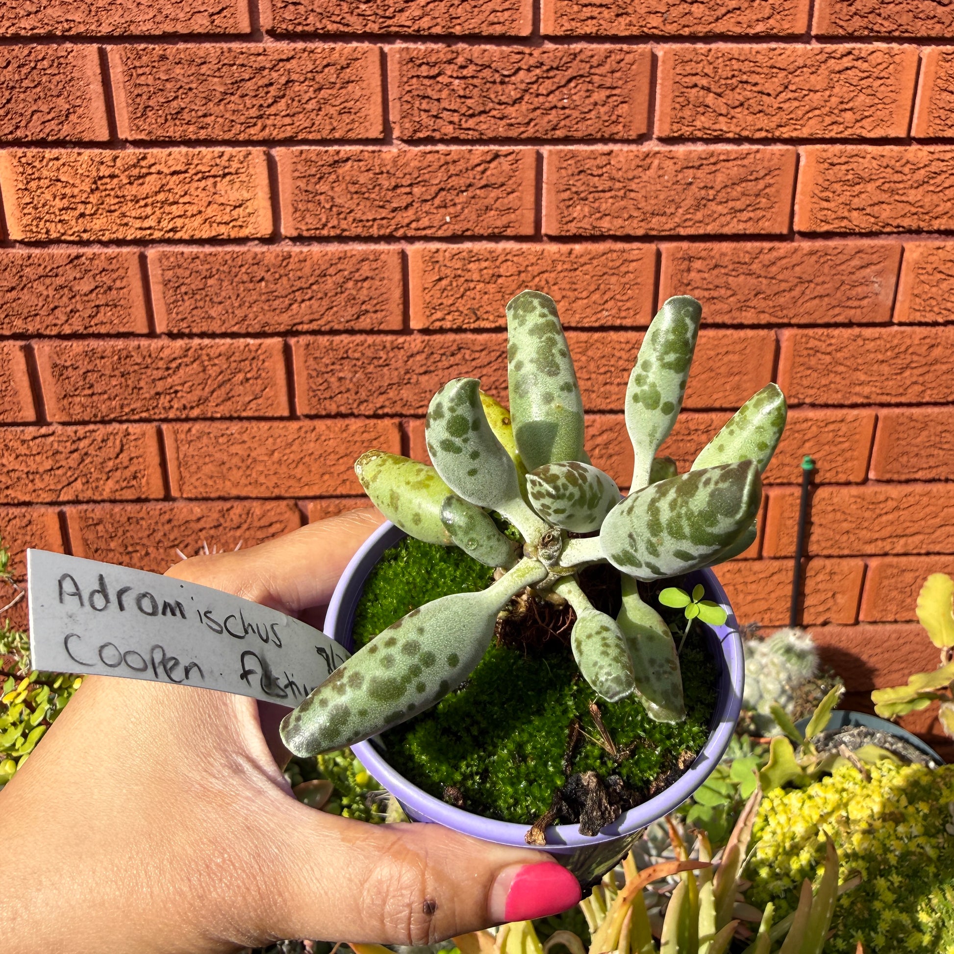 Adromischus Cooperi ‘Festive’