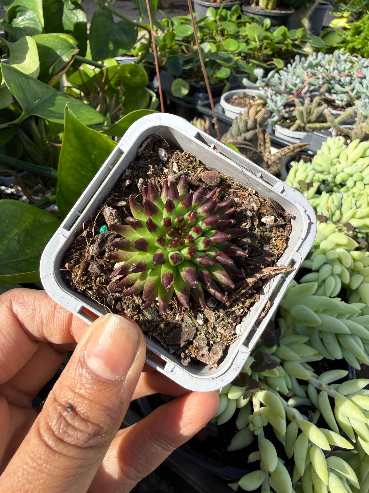 Sempervivum Pettoni