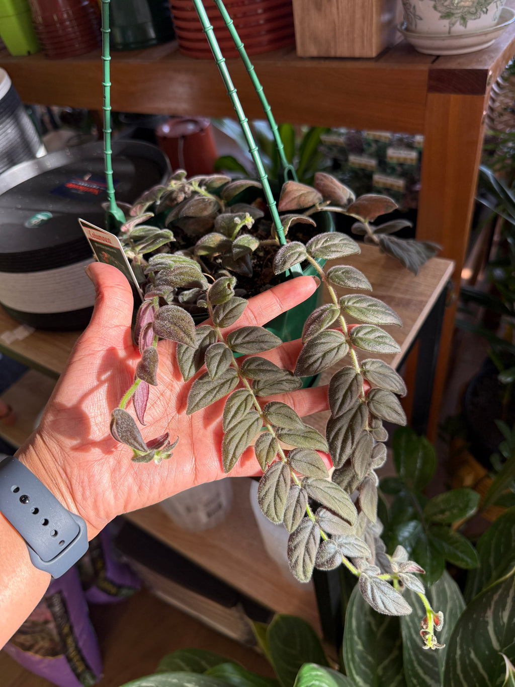 Columnea 'Gloriosa' (No Flowers)