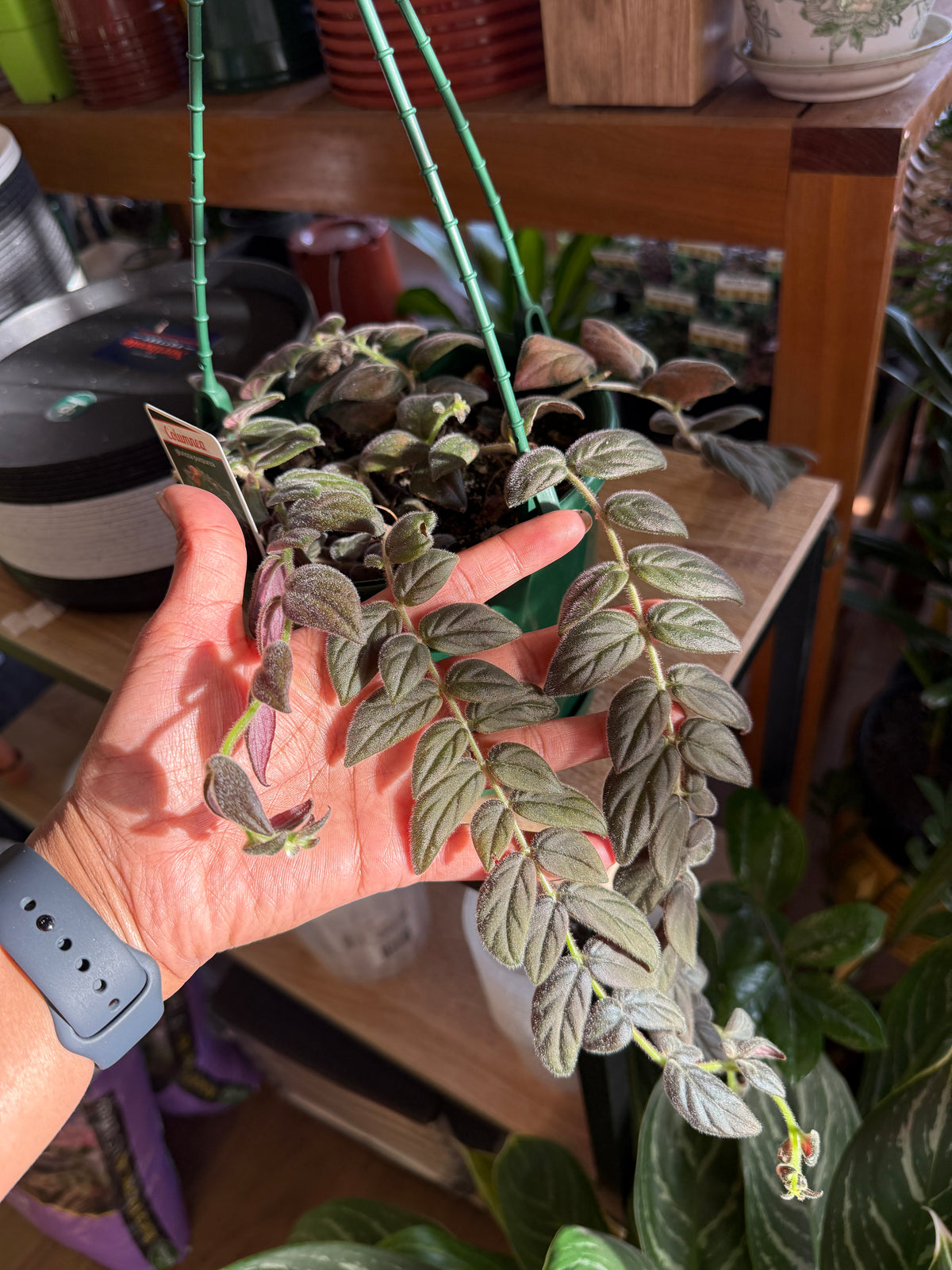 Columnea 'Gloriosa' (No Flowers)