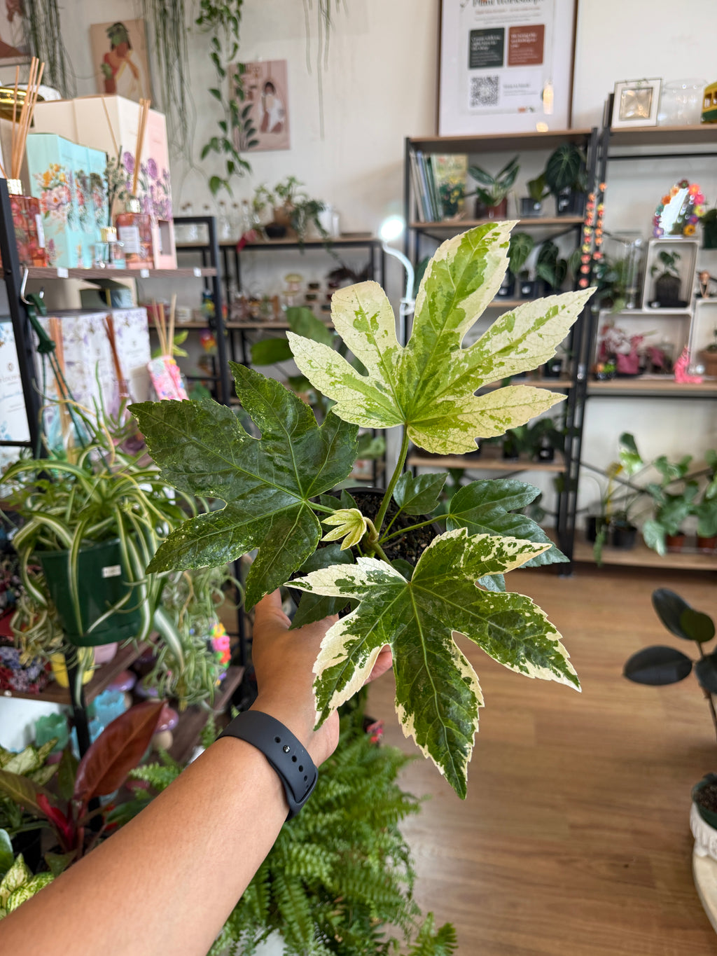 Fatsia Japonica Variegated 'Spider's Web'