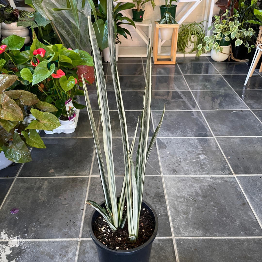 Sansevieria (pick up only)