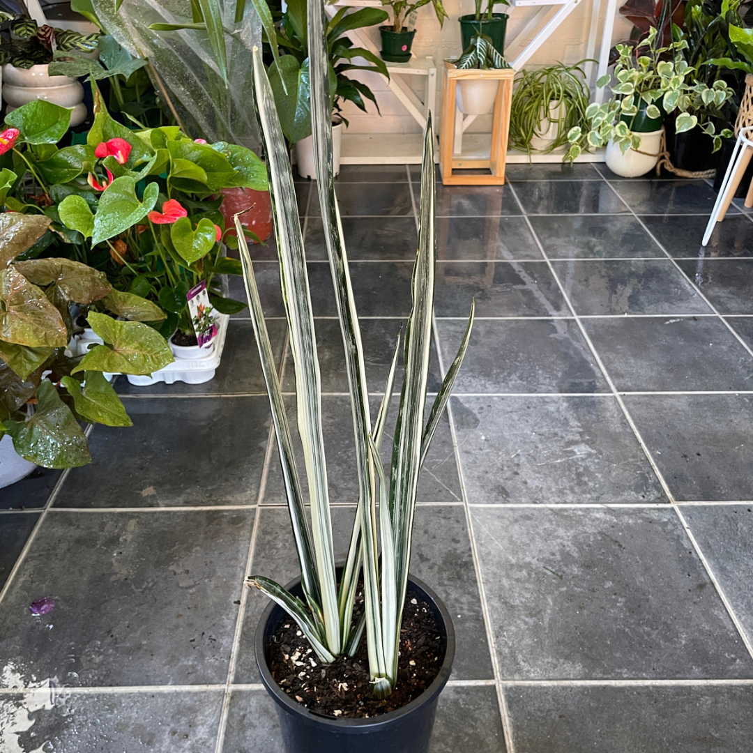 Sansevieria (pick up only) - Wera Plants