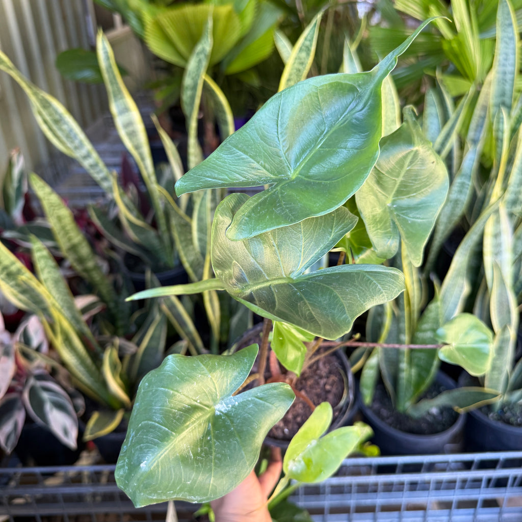 A potted green alocasia plant with large heart-shaped leaves being held by a hand in a nursery or greenhouse setting, surrounded by other potted plants.
