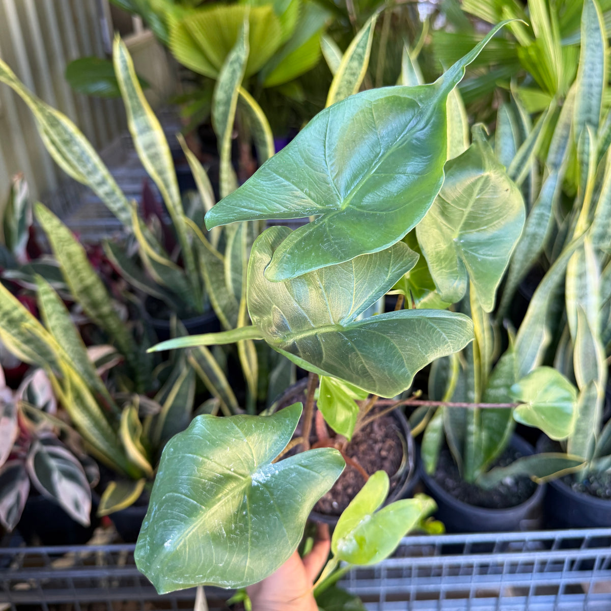 A potted green alocasia plant with large heart-shaped leaves being held by a hand in a nursery or greenhouse setting, surrounded by other potted plants.