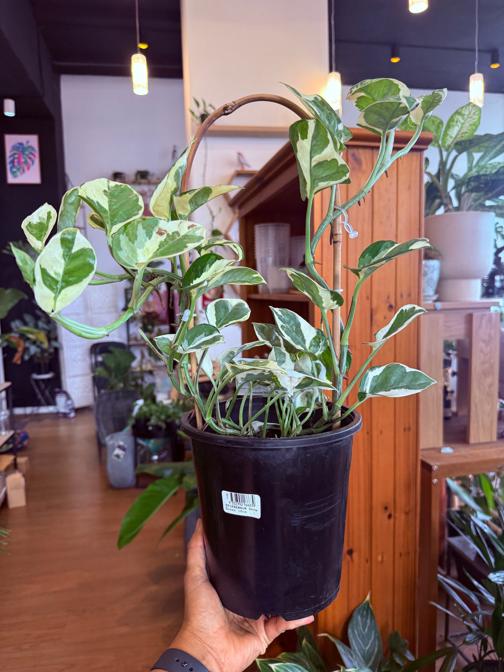 Epipremnum 'Snow Queen'