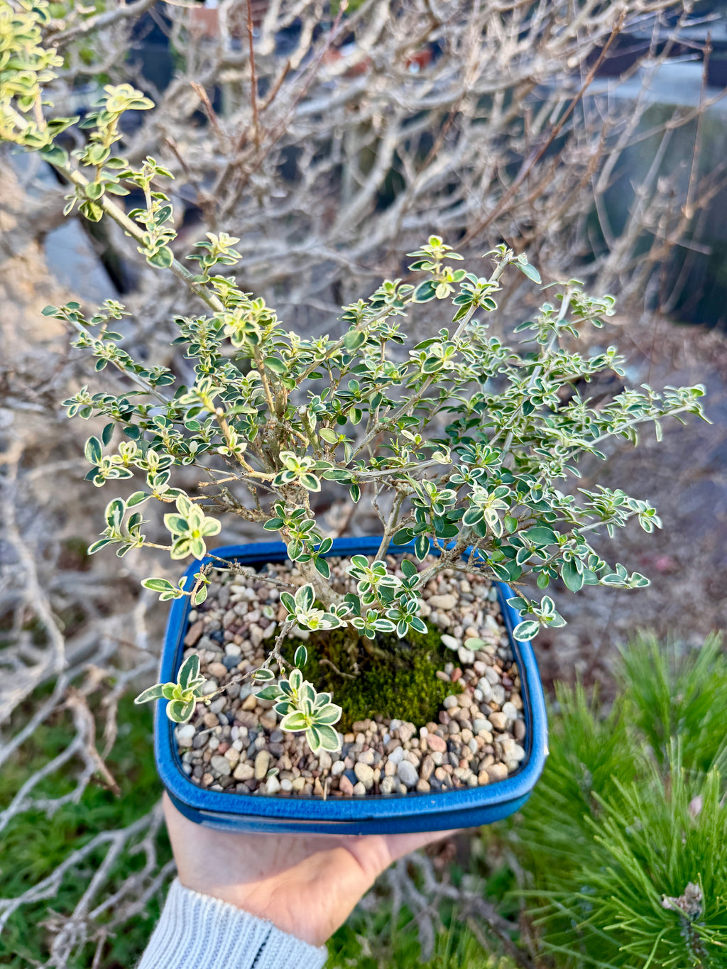Beginner Bonsai Workshop
