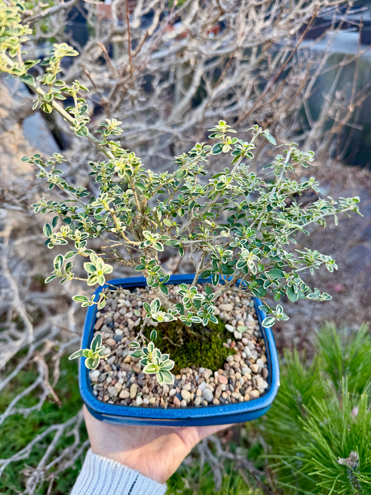Beginner Bonsai Workshop