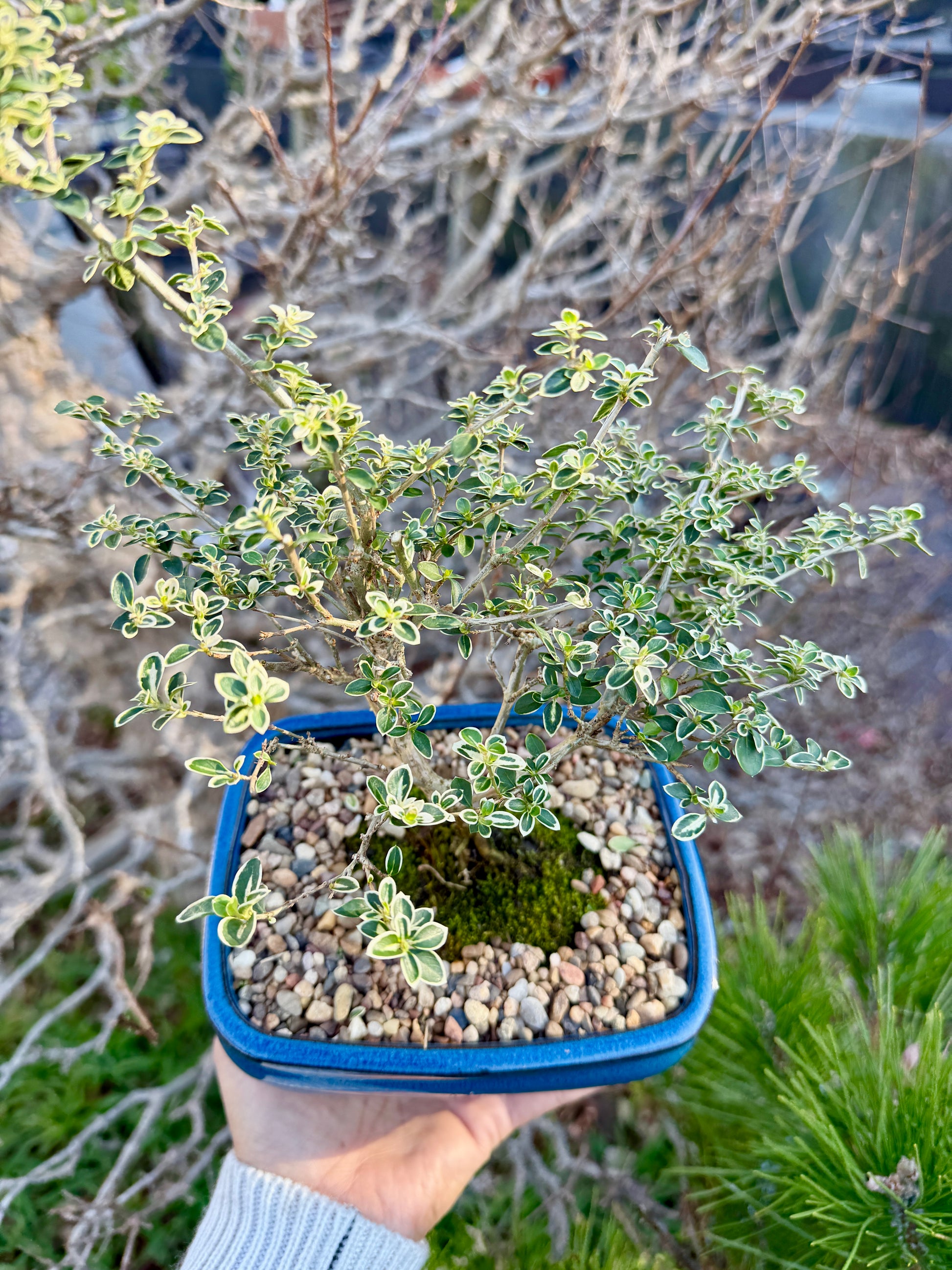 Beginner Bonsai Workshop